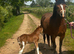 Who wants to stand out!!! Welsh A Colt