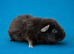 Gorgeous guinea pigs