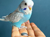 5 Young Semi-Tame Budgies