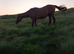20 yesr old mare.