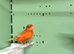 Canaries for sale