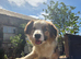 Gorgeous Sable Pure breed Collie