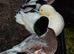 SILVER AND WHITE QUALITY CALL DUCK DRAKES