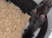 Gorgeous baby Rats Ready to Go Mainly Top Eared