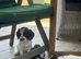 KC Reg Springer Spaniels