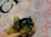 Ready to leave Yorkshire terrier boy