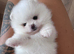 !! LAST !!High quality KC reg puppies from imported lines