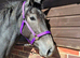 Very pretty 2yr Irish Sports Horse Filly