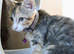 17 week old kitten needs new home