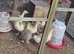 Embden Goslings