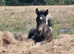 3 year old mare and foal at foot