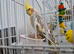 Cockatiel male