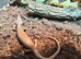Baby pink tounge skink