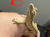 Partial Pinstripe Flame (or low-expression Harlequin)