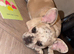 French bulldogs, two females