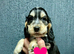KC reg show type Cocker Spaniel Puppies from DNA tested parents