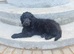 F1B Rare black standard Goldendoodle puppies in North Wales