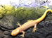 Crested newts for sale (albino)