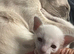 Siamese kitten