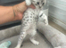 Bsh female kitten