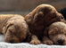 F1B Toy Cockapoo puppies ready JUNE