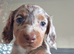 Dapple long haired mini dachshund