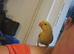 I have 2 male love birds