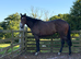 3 yr old filly - Ror eligible