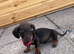 Dachshund