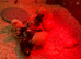 12 day old chicks