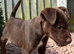 Beautiful Patterdale Puppies