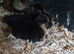 Ducklings for sale cayuga and cayuga cross runner