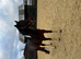 Standardbred 9 yr old &lsquo;bowers ragnor&rsquo; for sale