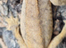 Hypo Phantom