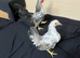Young pair of Serema bantams