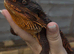 100% Red Monster Male