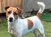 Stunning Jack Russel for stud