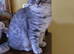 SCOTTISH STRAIGHT/FOLD KITTENS