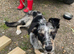 Border collie cross kelpie