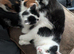 10 Weeks Old Kittens