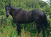 Quarter horse x filly