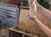 Ferret for sale