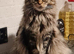 Black smoke Maine Coon