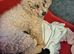 Poochon puppys