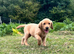 * ready now * gorgeous fox red Labrador puppies