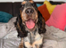 KC reg show cocker spaniel girl