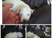 Adorable bichon frise