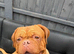Dogue de Bordeaux girl