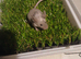 pet mice delivery available