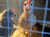 I have many moxed breed chickens. Swap for some Quail. or Ducklings